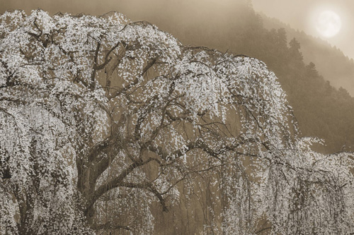 蓮見 浩明　Hiroaki Hasumi／「Nippon」