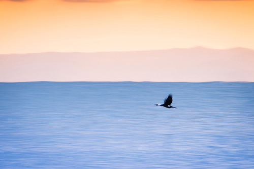 佐々木 一弘　Kazuhiro Sasaki／「鳥音色 」～Bird tone color～