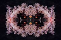 Report of Arles Photo Folio Review 2014 Kanako Sato 佐藤 かな子 Report of Arles Photo Folio Review 2014 Kanako Sato 佐藤 かな子