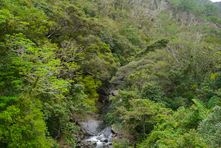 最後は、樹齢1,000年以上の圧倒的迫力の土湯杉が群生する「幻想の森」へ。