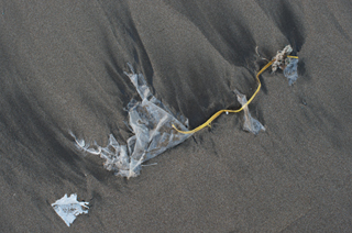 表現力向上プロジェクト（村田光司、田上晃庸、野村美和、渡辺恵、佐藤素子、佐々木一弘、佐藤裕保）